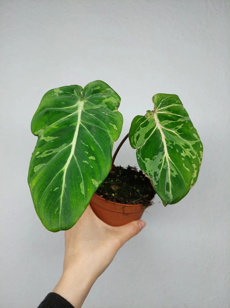 Philodendron Gloriosum Snow Leopard