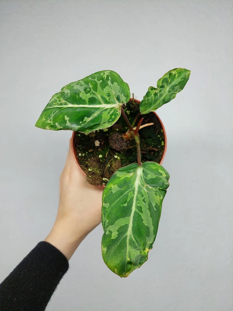Philodendron Gloriosum Snow Leopard