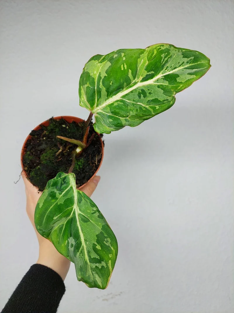 Philodendron Gloriosum Snow Leopard
