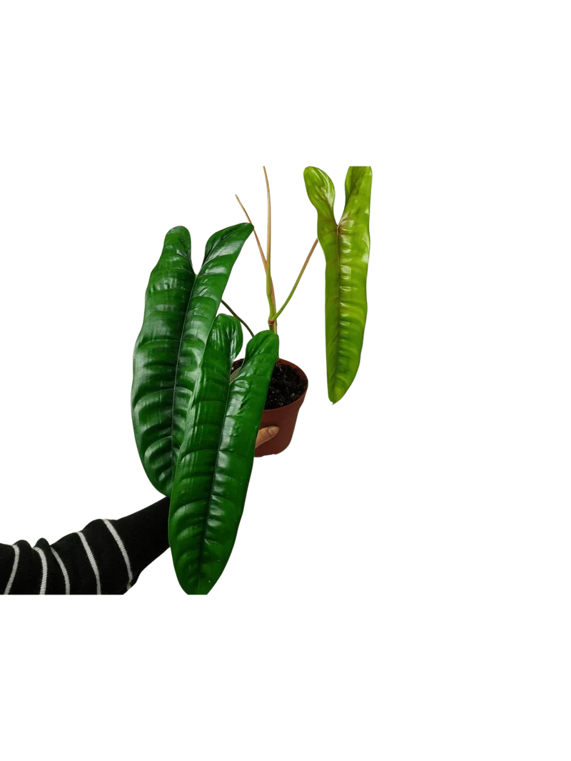 Philodendron Felix