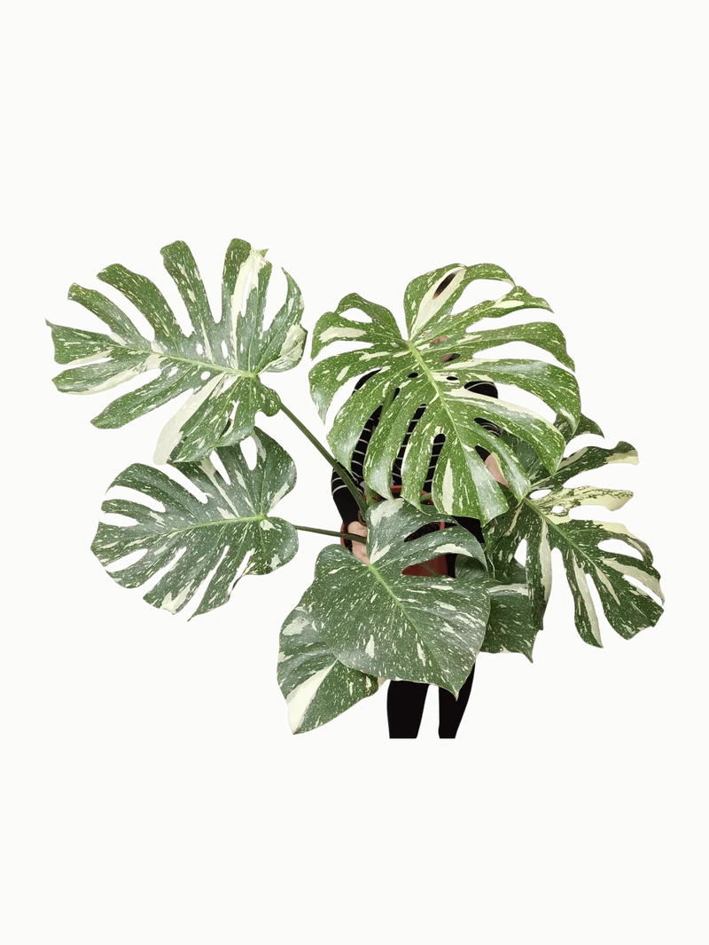 Monstera Thai Constellation XXL