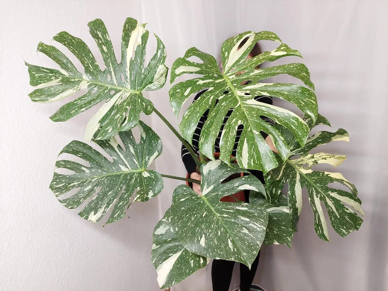 Monstera Thai Constellation XXL