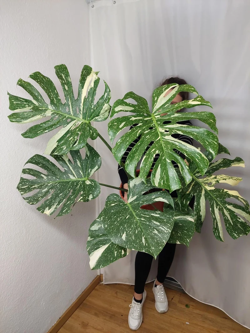 Monstera Thai Constellation XXL