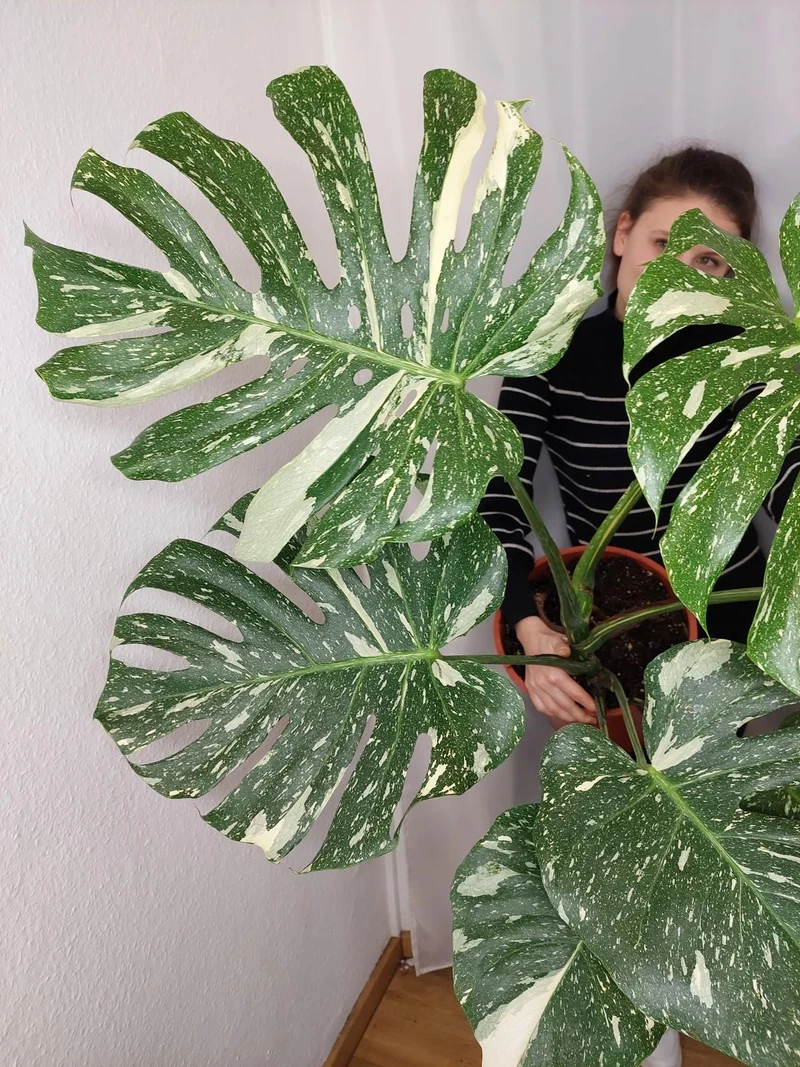 Monstera Thai Constellation XXL