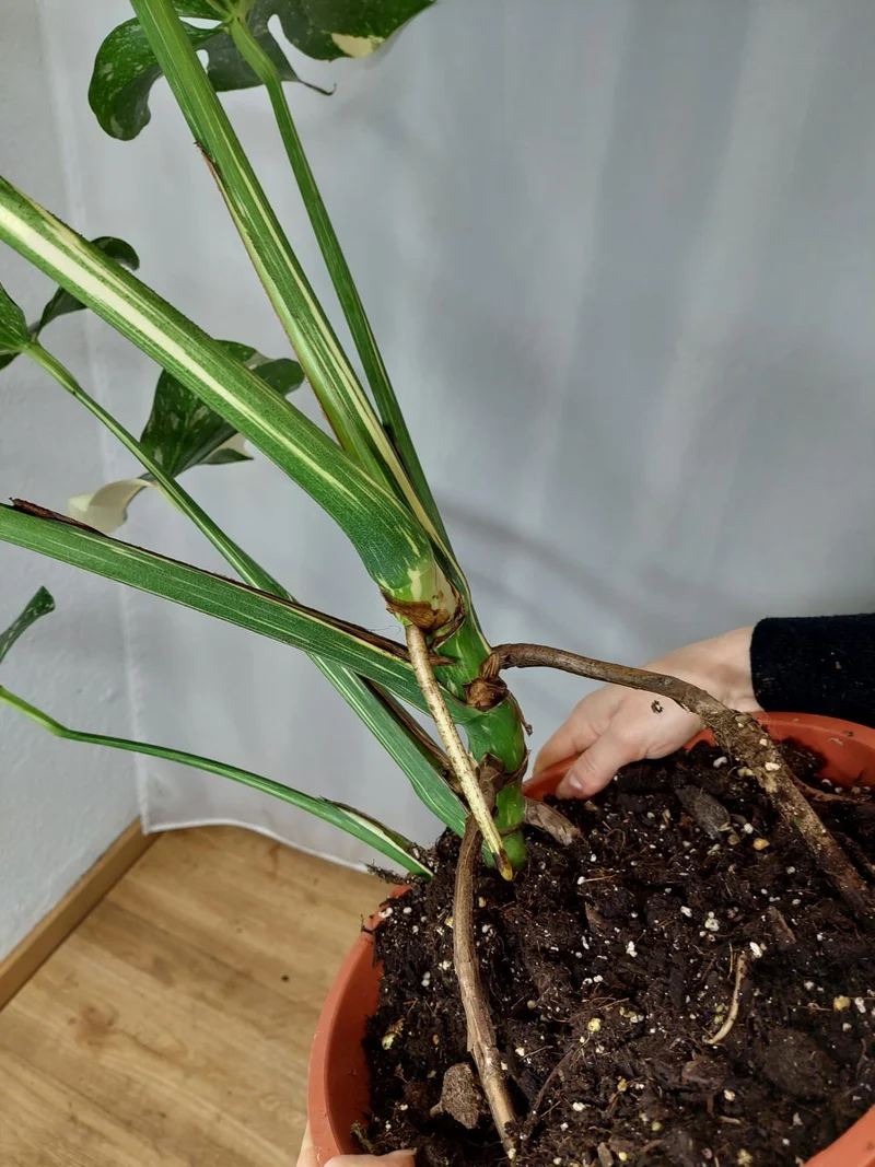 Monstera Thai Constellation XXL