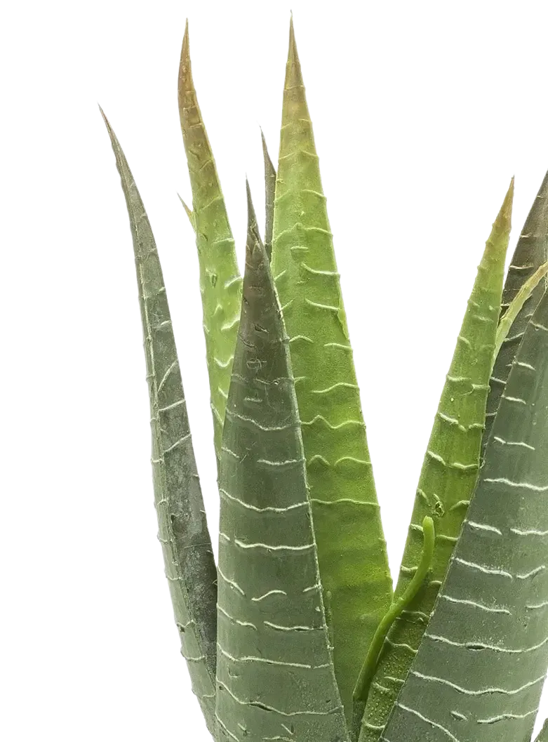 Künstliche Aloe - Patty | 30 cm