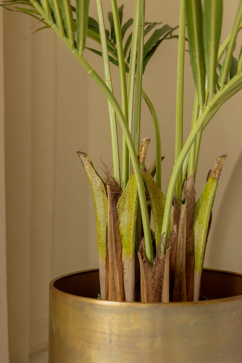 Künstliche palme Kentia 180cm