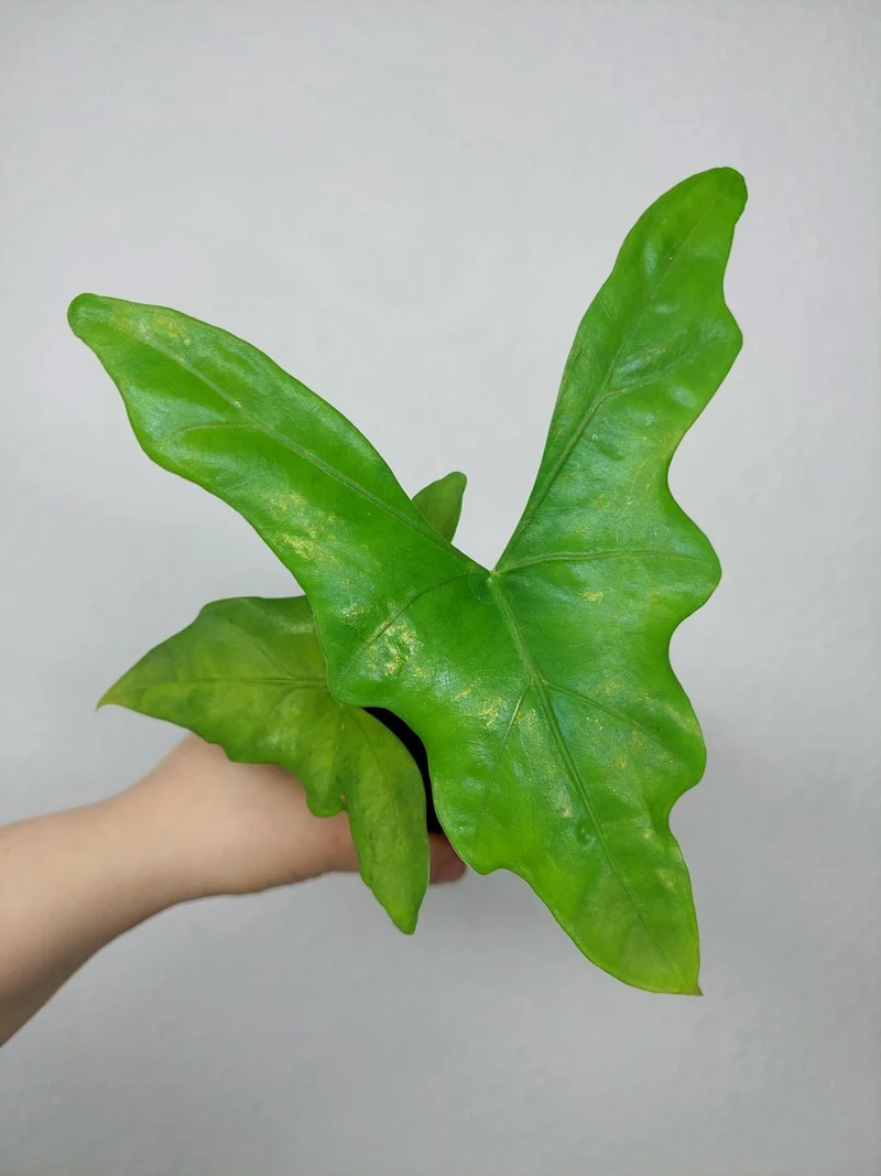 Sad Plants