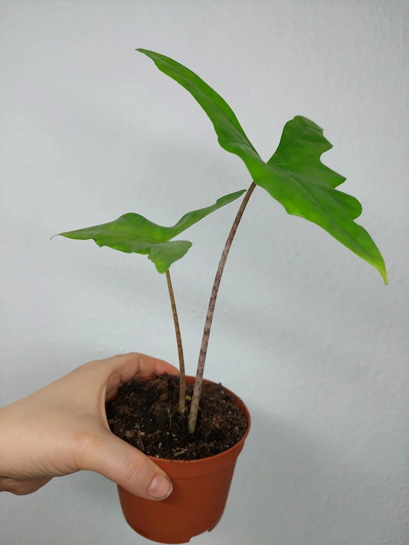 Sad Plants