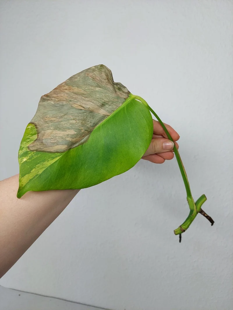 Sad Plants
