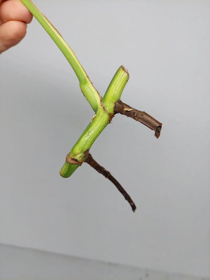 Sad Plants