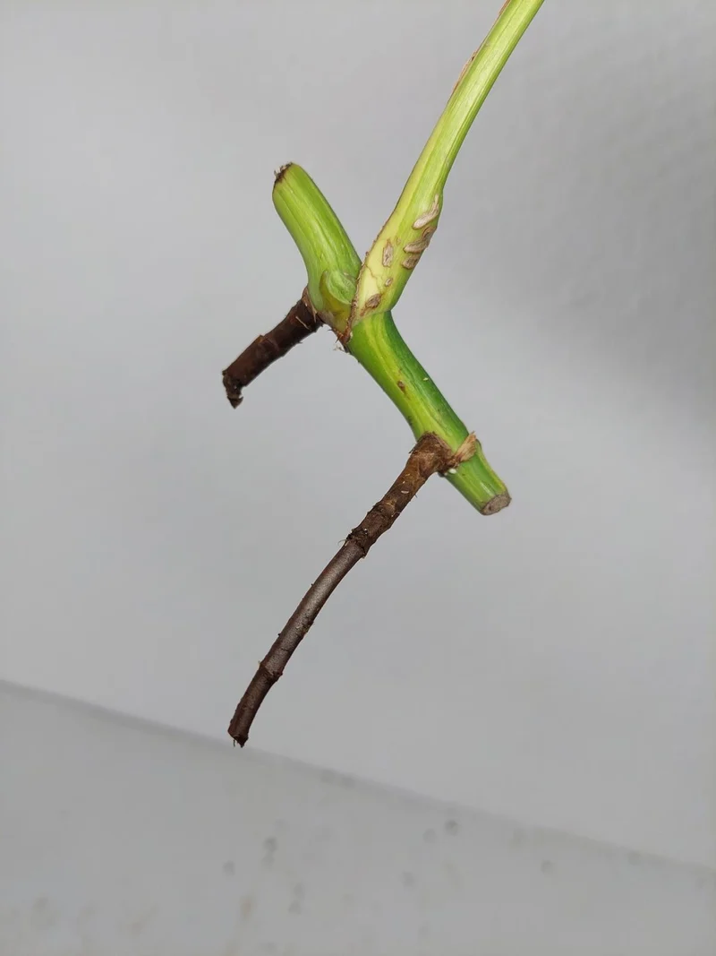 Sad Plants