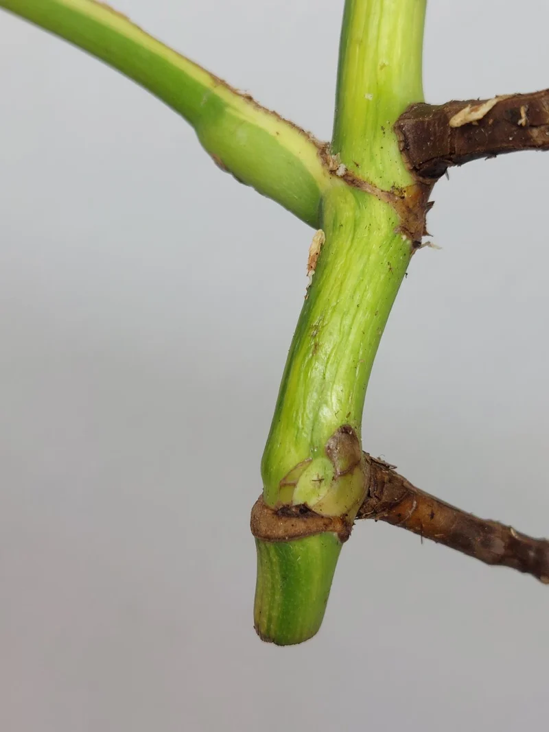 Sad Plants