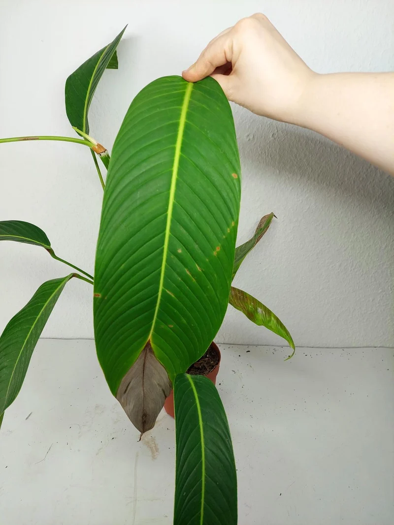Sad Plants