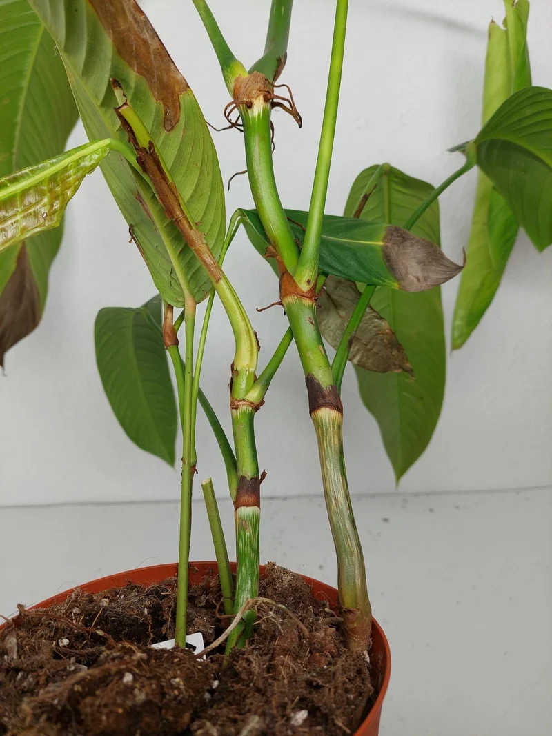 Sad Plants