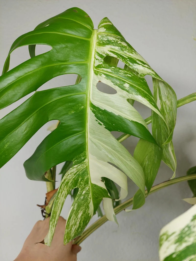 Sad Plants