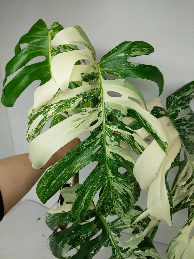 Sad Plants