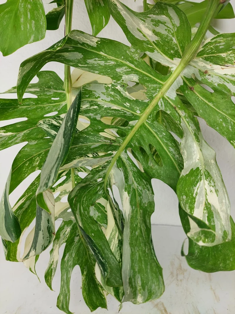 Sad Plants