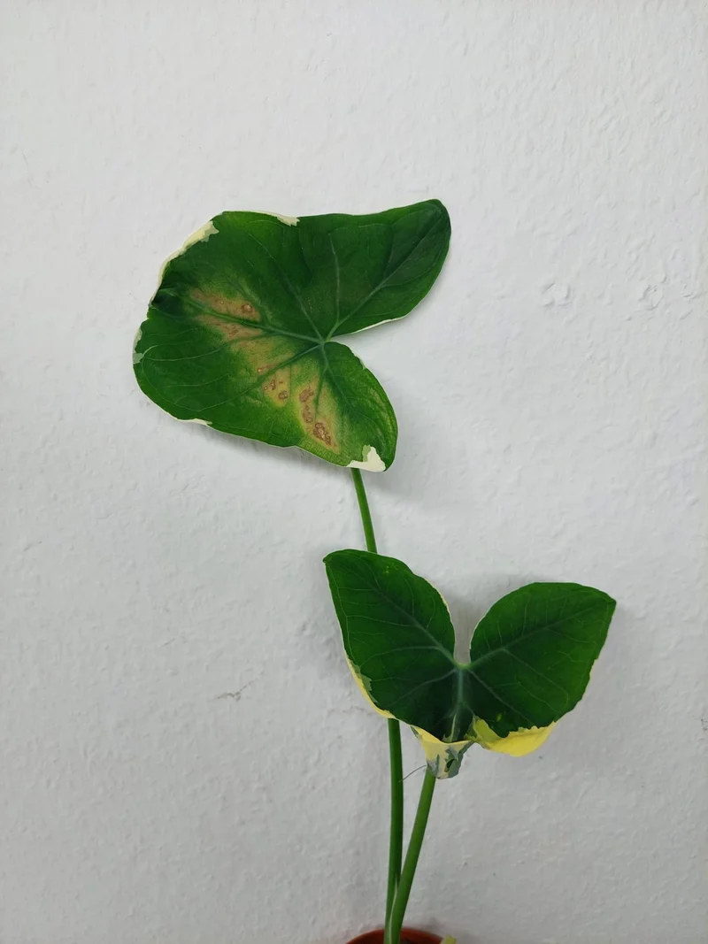 Sad Plants