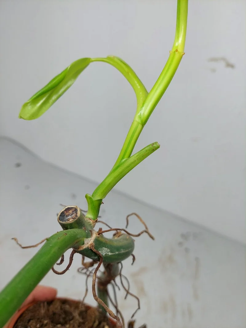 Sad Plants