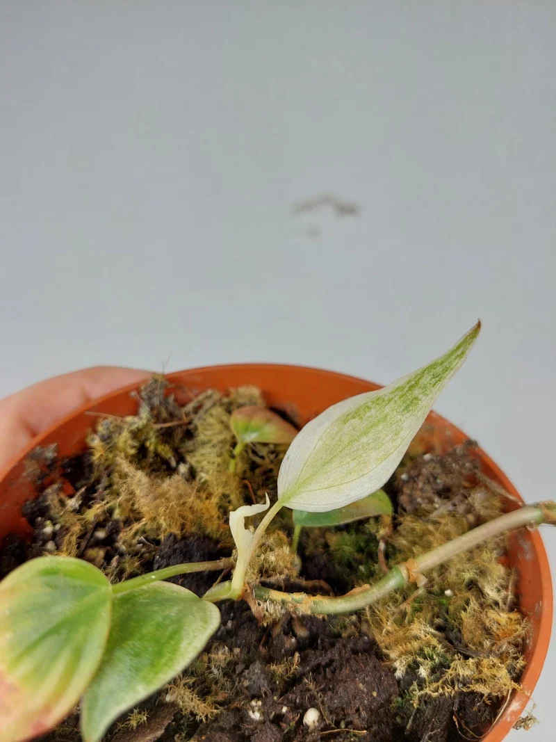Sad Plants