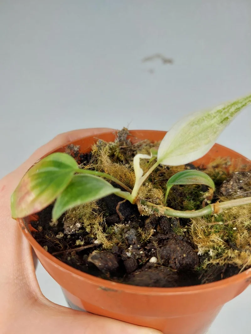 Sad Plants