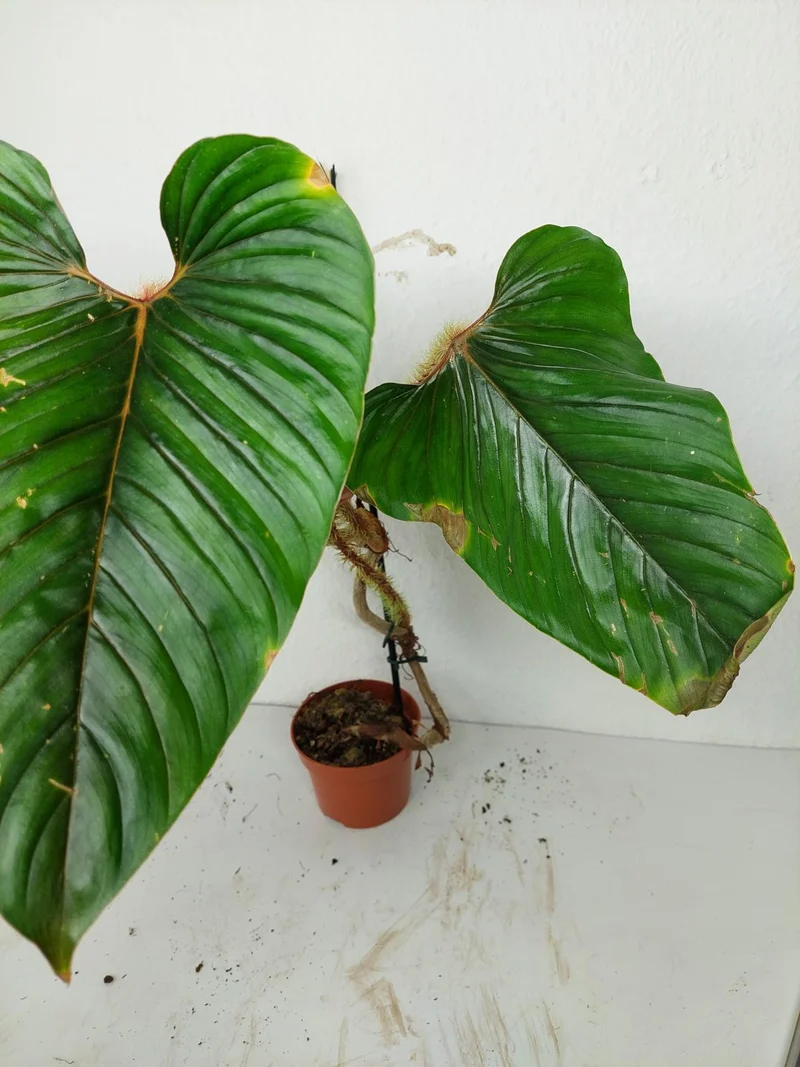 Sad Plants