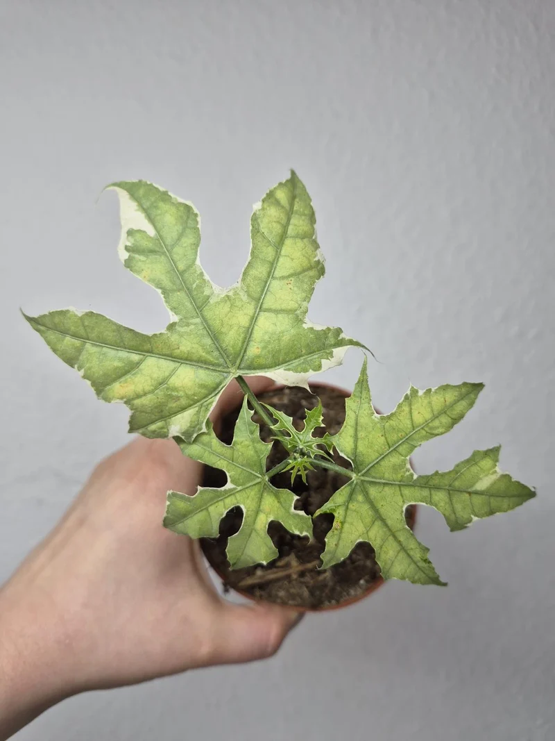 Sad Plants