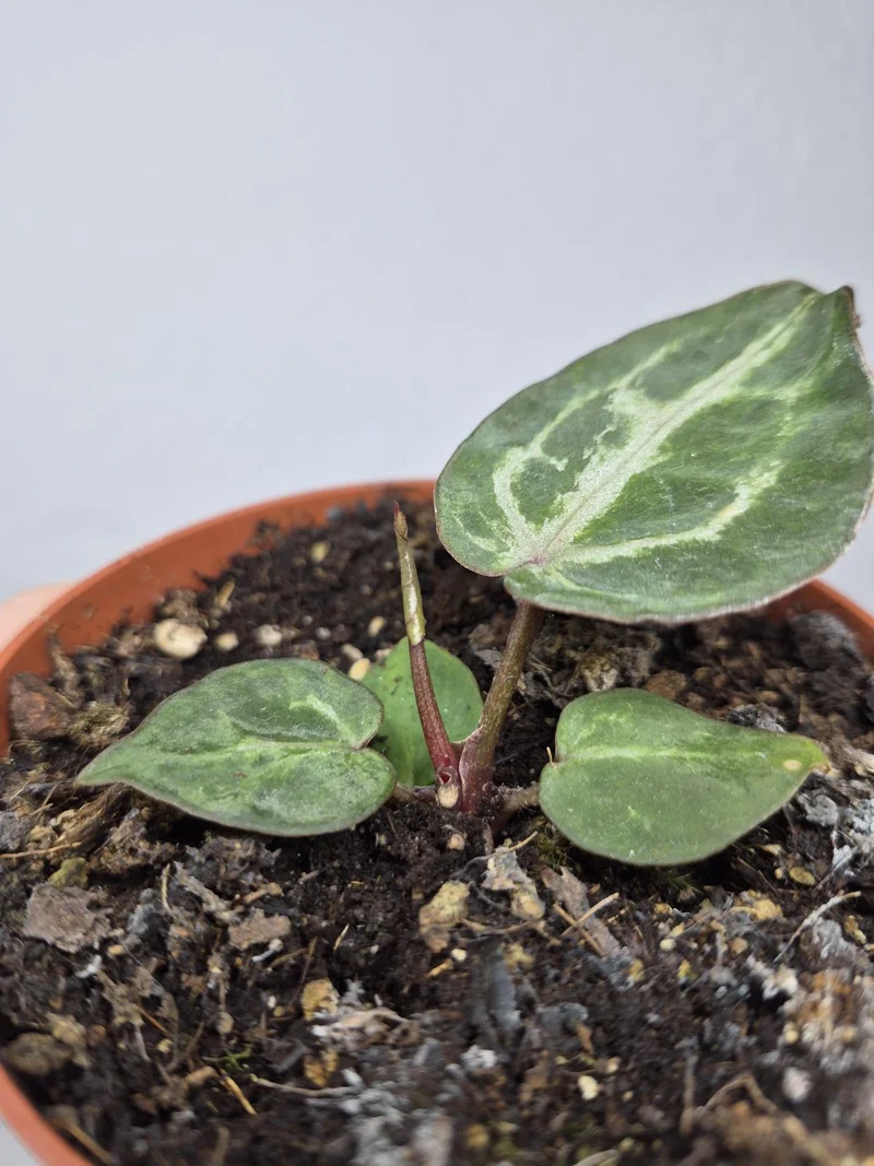 Sad Plants