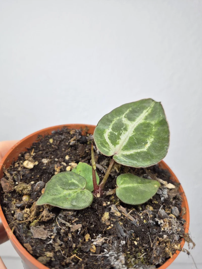 Sad Plants