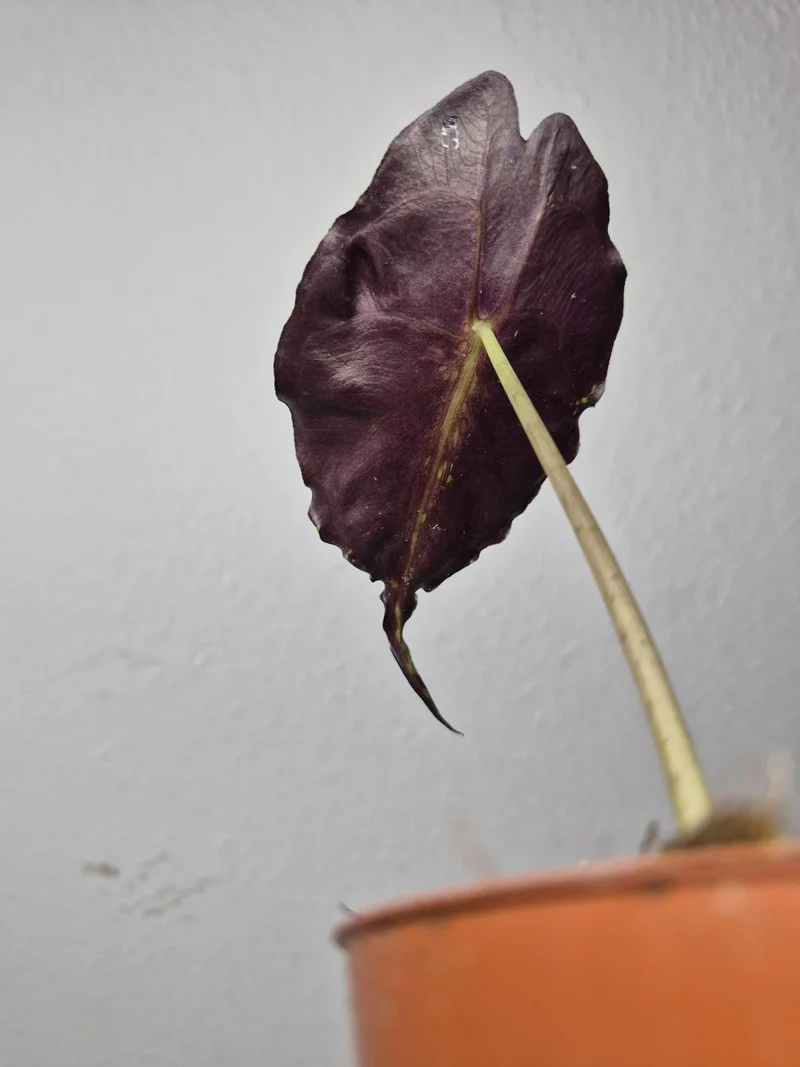 Sad Plants