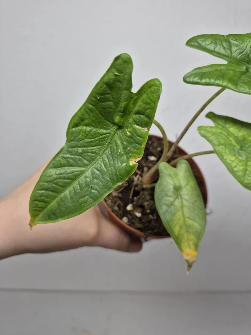 Sad Plants