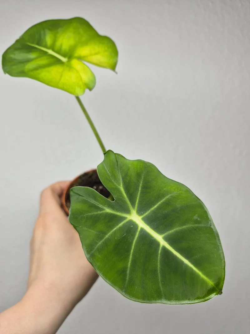 Sad Plants