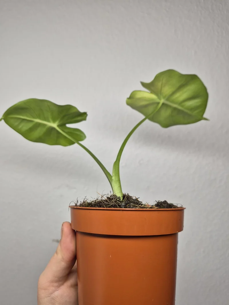Sad Plants