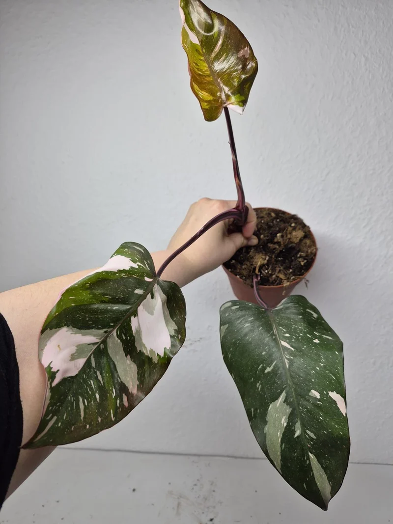 Sad Plants
