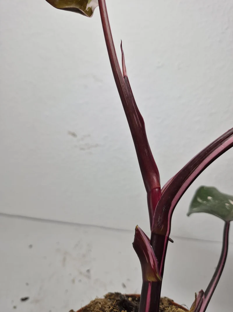 Sad Plants
