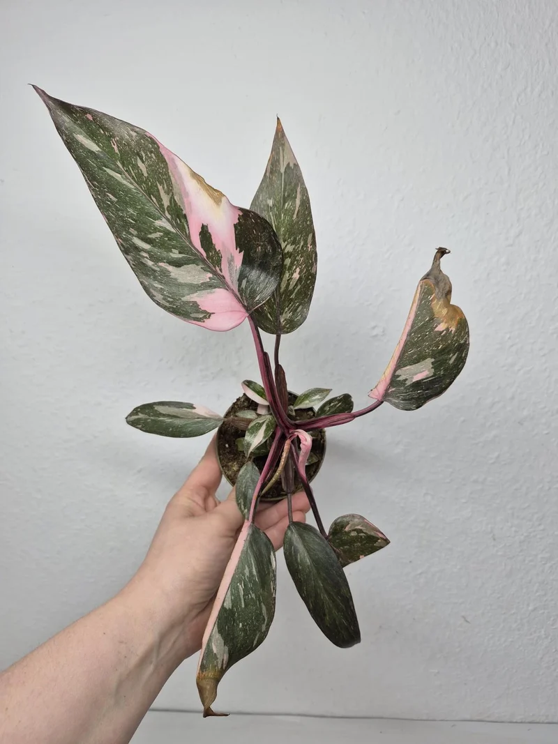 Sad Plants
