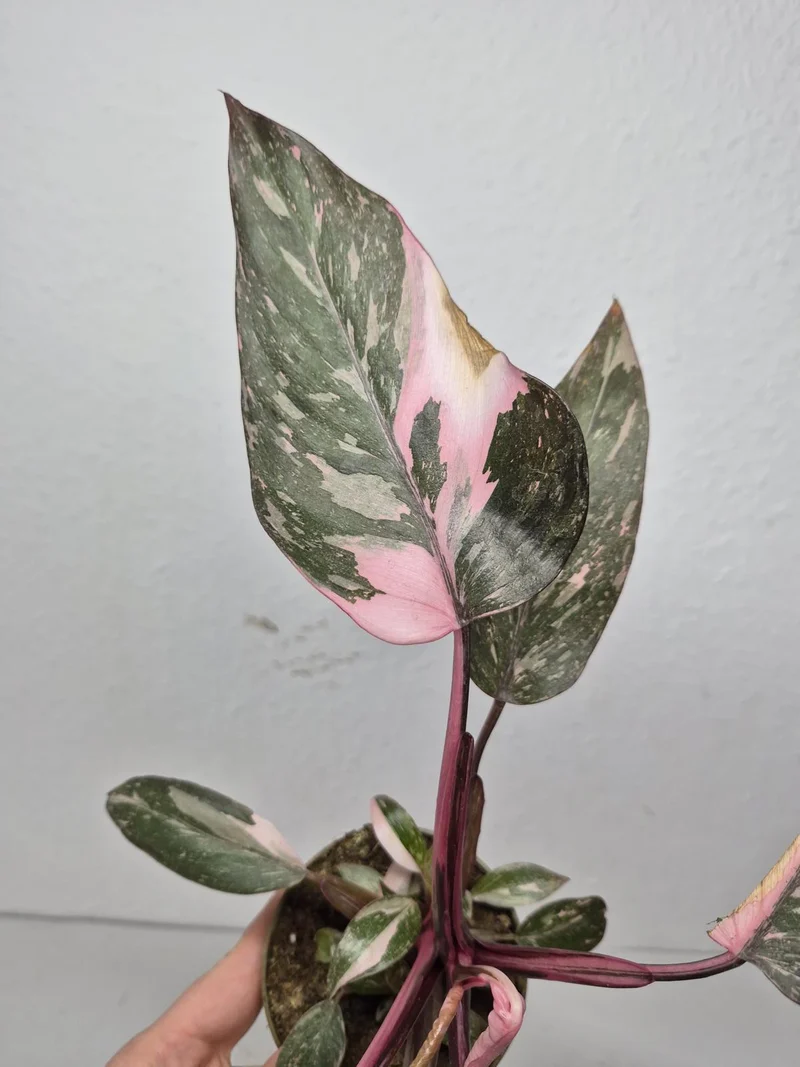 Sad Plants