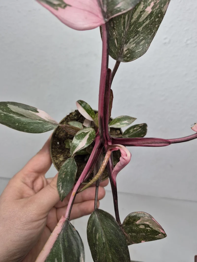 Sad Plants