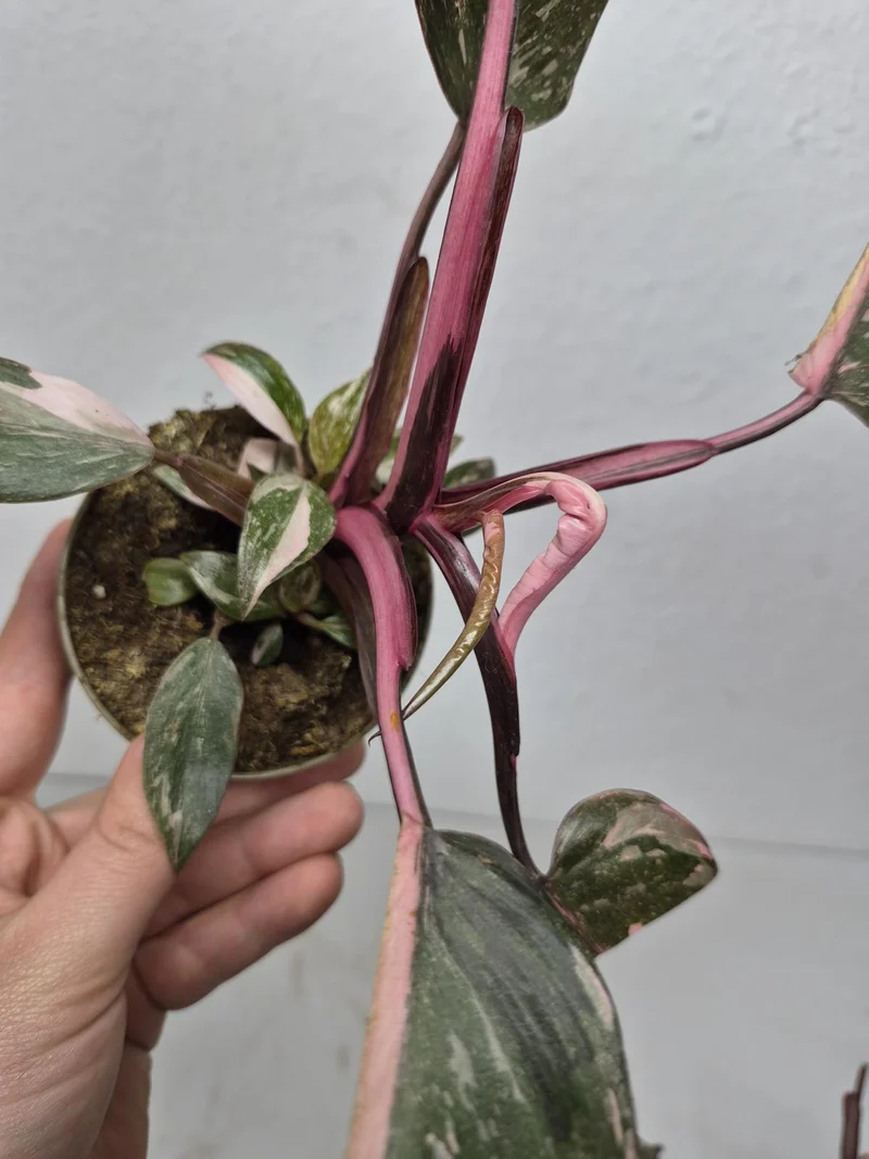 Sad Plants