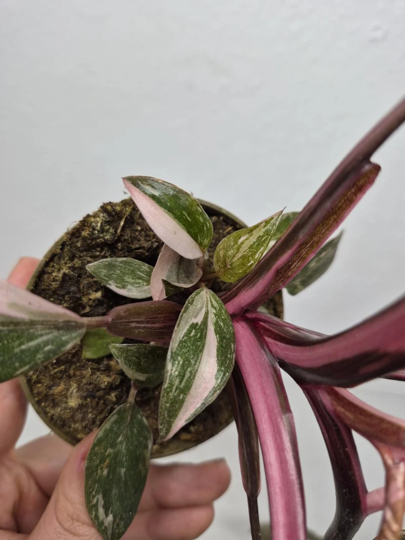 Sad Plants