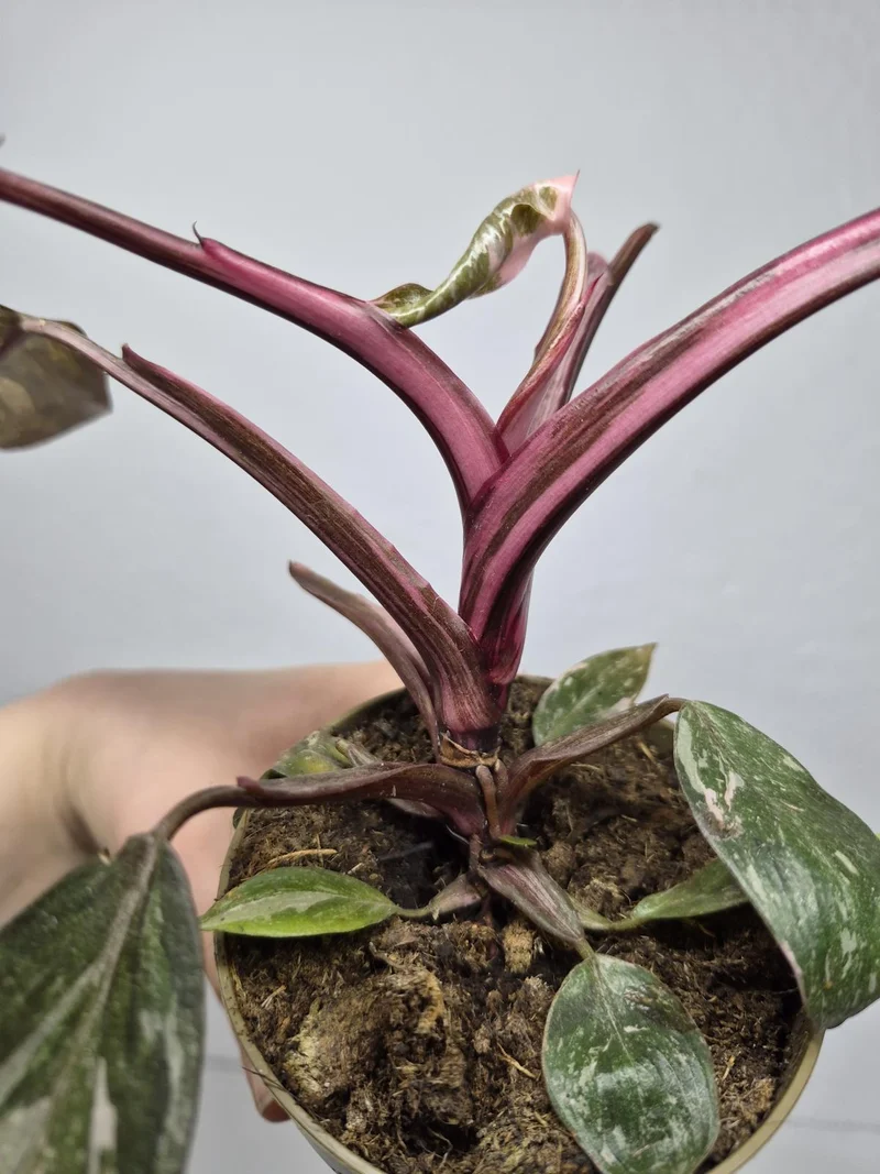 Sad Plants
