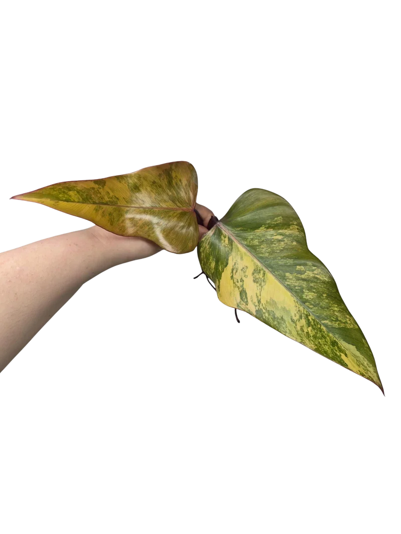 Philodendron Strawberry Shake Stecklinge