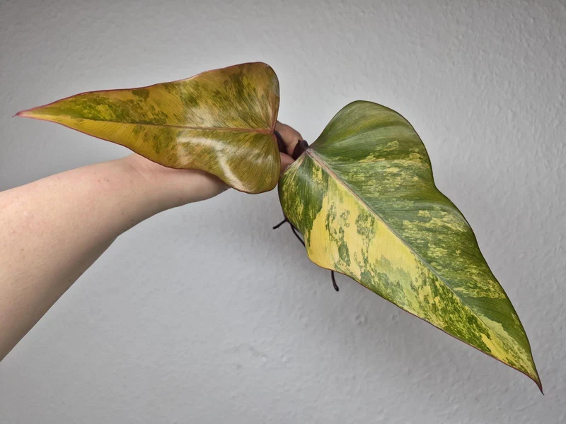 Philodendron Strawberry Shake Stecklinge
