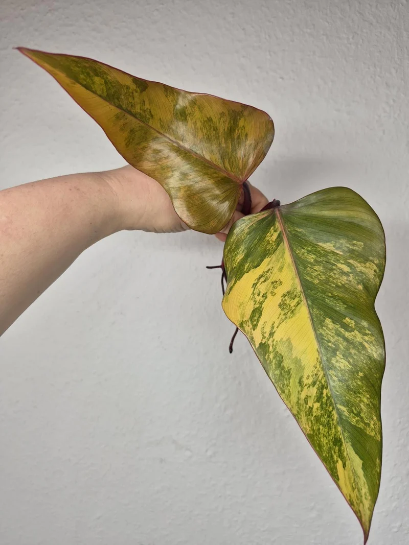 Philodendron Strawberry Shake Stecklinge
