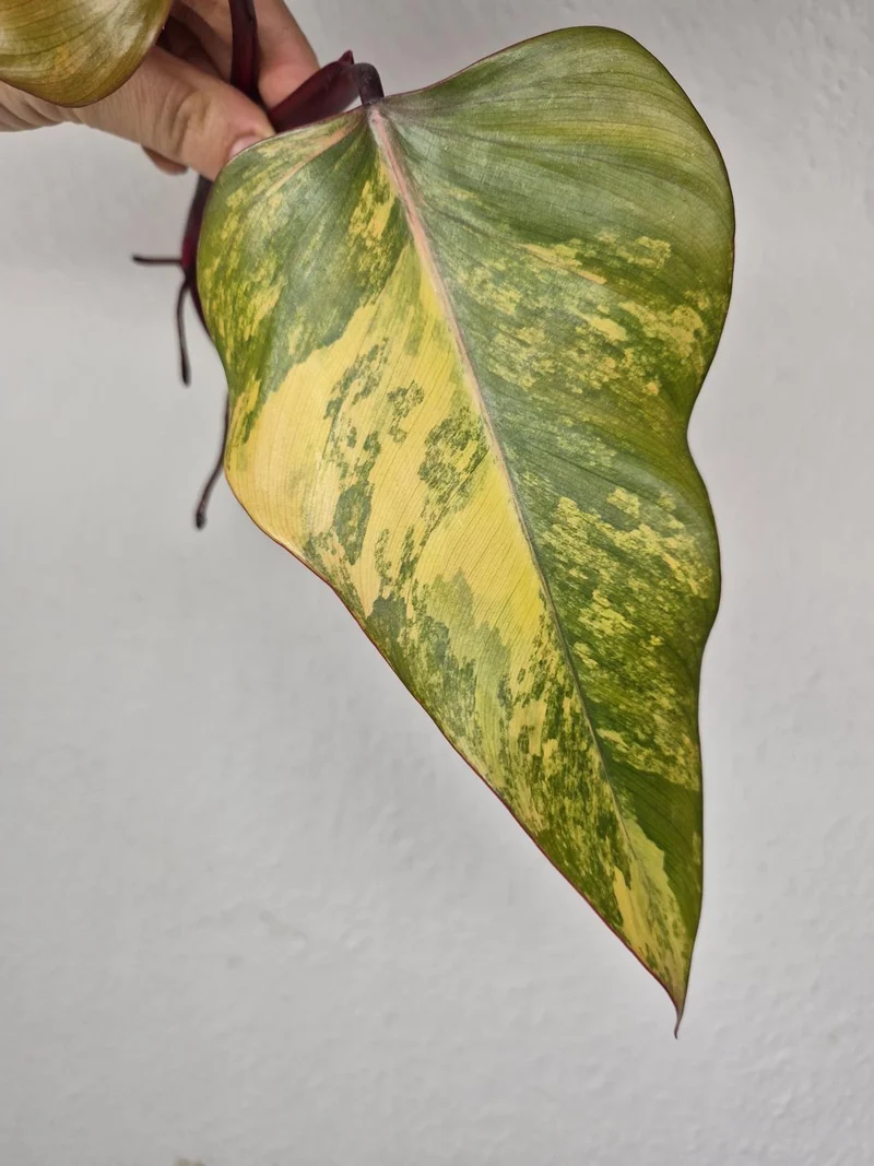 Philodendron Strawberry Shake Stecklinge