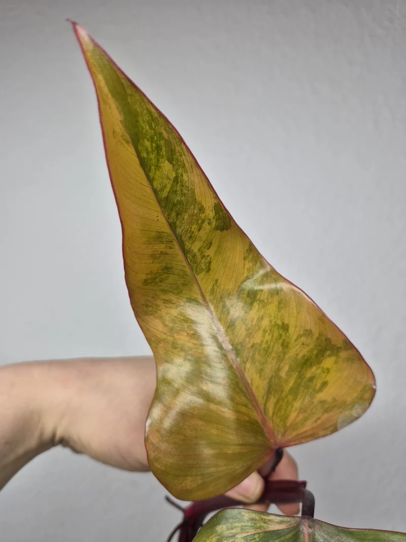 Philodendron Strawberry Shake Stecklinge