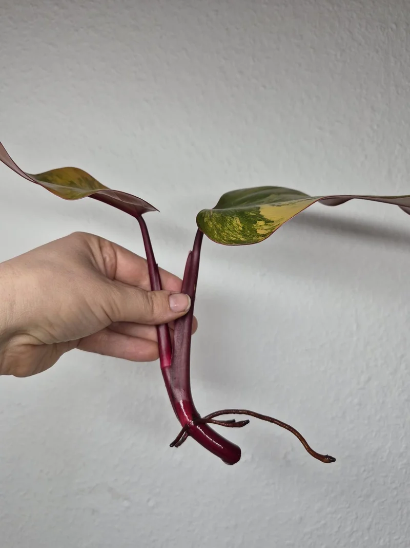 Philodendron Strawberry Shake Stecklinge