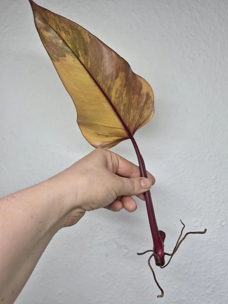 Philodendron Strawberry Shake Stecklinge