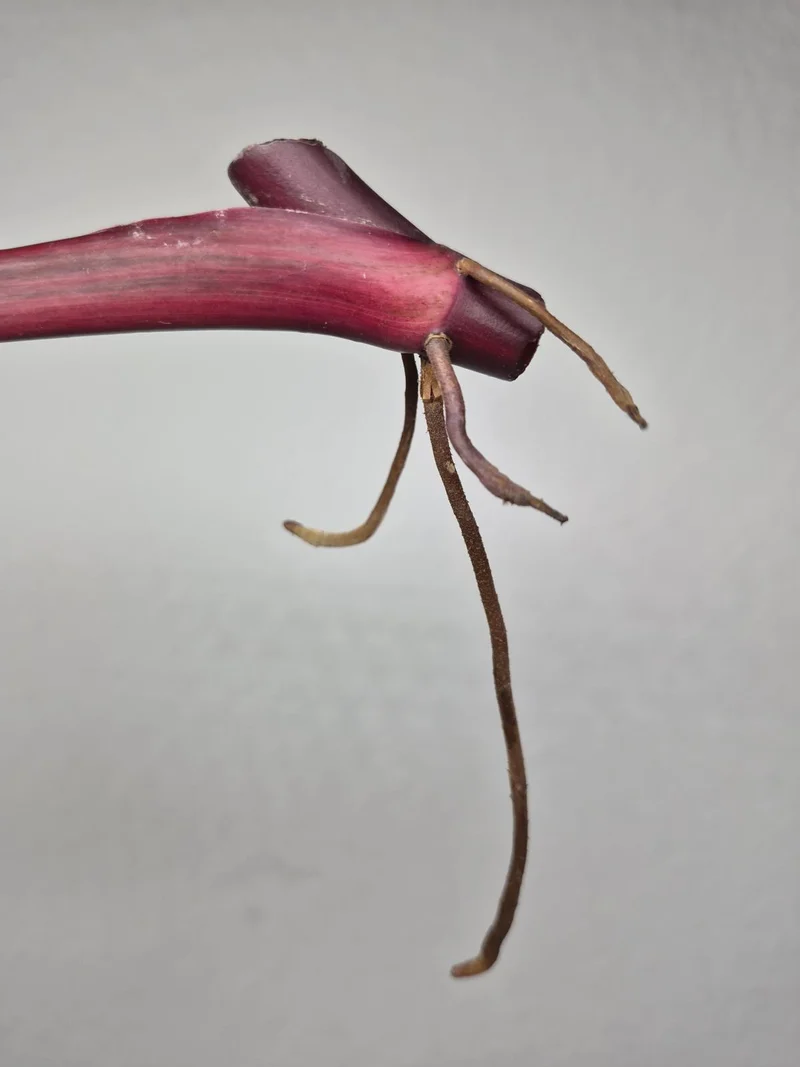 Philodendron Strawberry Shake Stecklinge